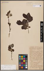 Foto von Salix aurita L. x Salix silesiaca Willd.